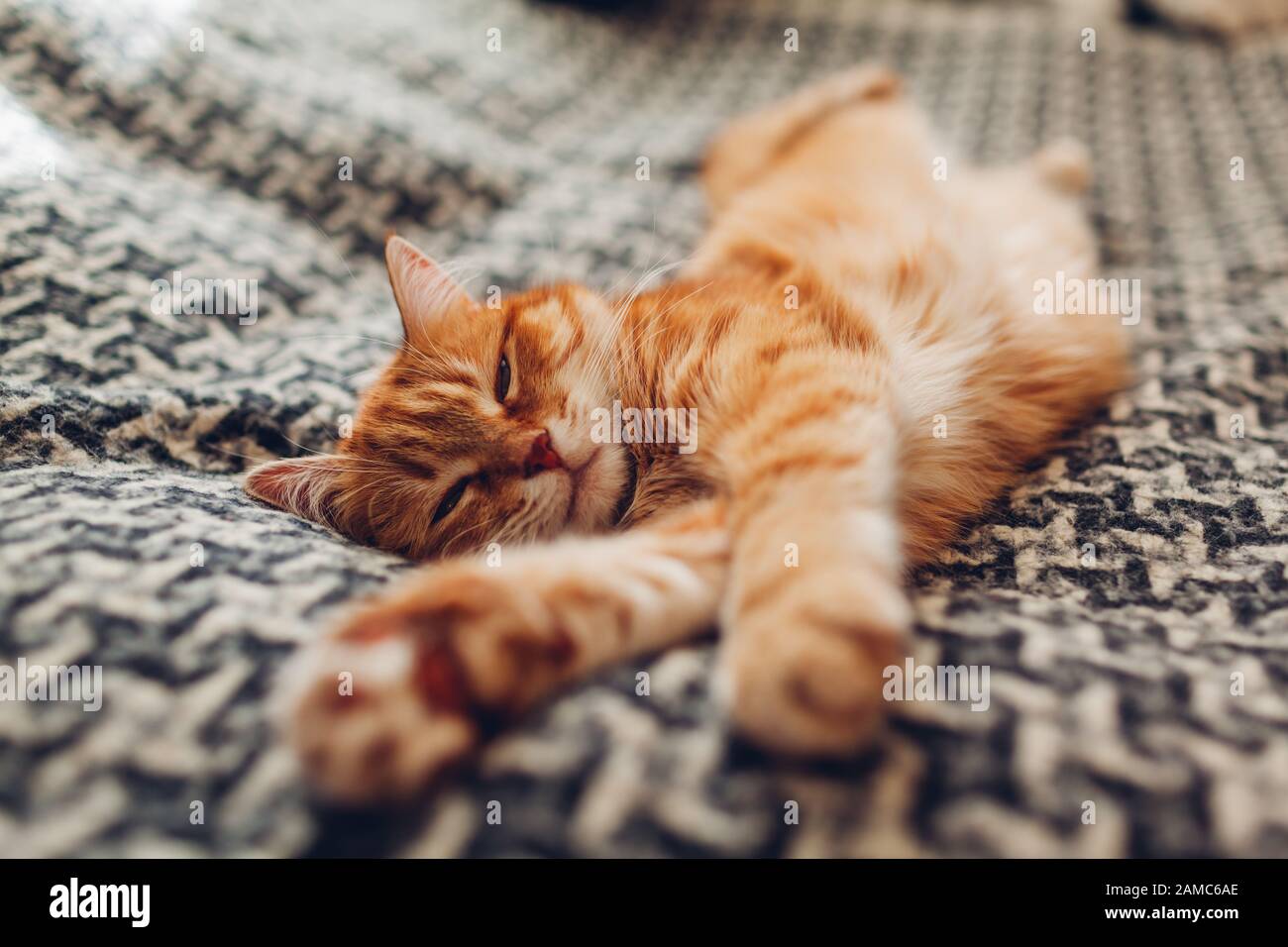 Ginger cat sleeping on couch in living room lying on blanket. Pet having  nap at home Stock Photo - Alamy