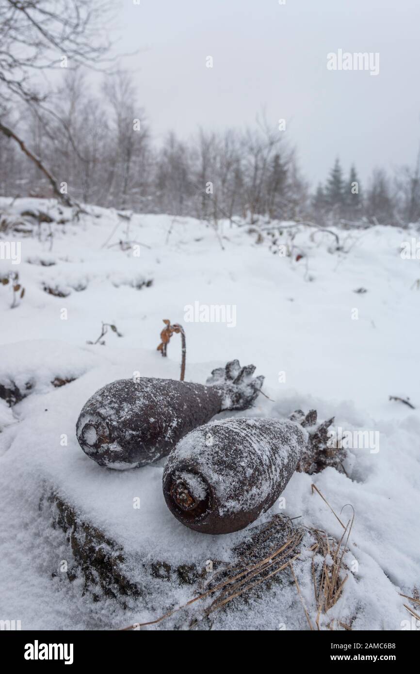 Soviet 82mm mortar bombs O-832 from World War II found in the forests of the Eastern Carpathians in Slovakia Stock Photo