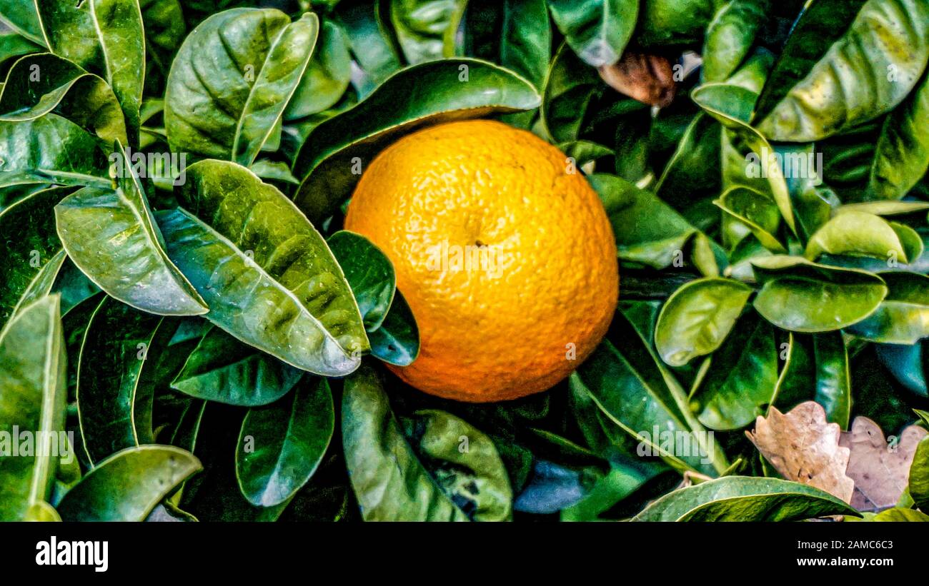 Closeup of a Bitter Orange tree Branch with fruits Stock Photo Alamy