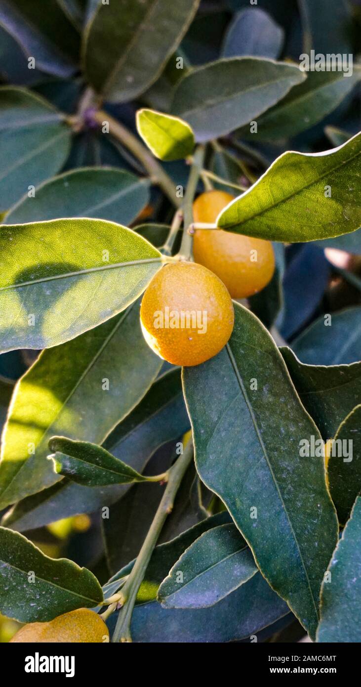 Kumquat tree with fruits closeup Stock Photo Alamy
