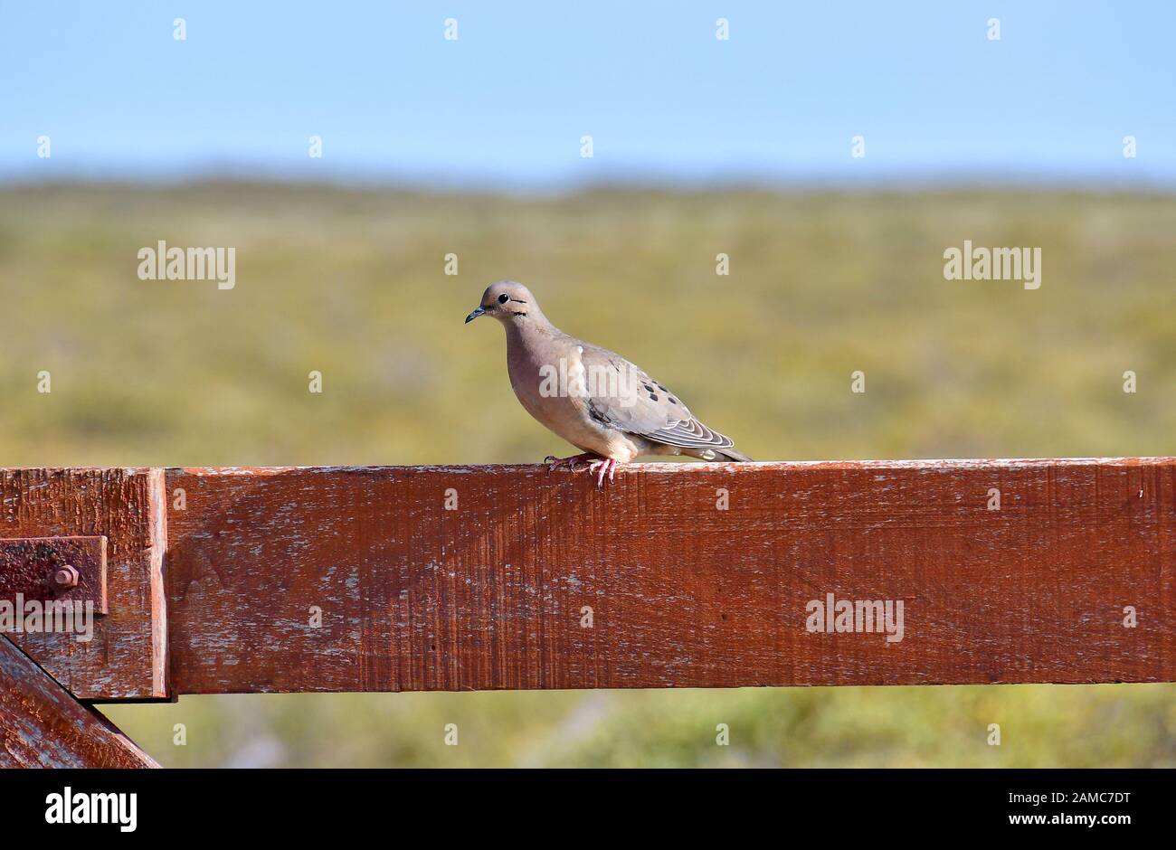 Eared dove, Zenaida auriculata, Ohrflecktaube, Valdes Peninsula, Province of Chubut, Argentina, South America Stock Photo