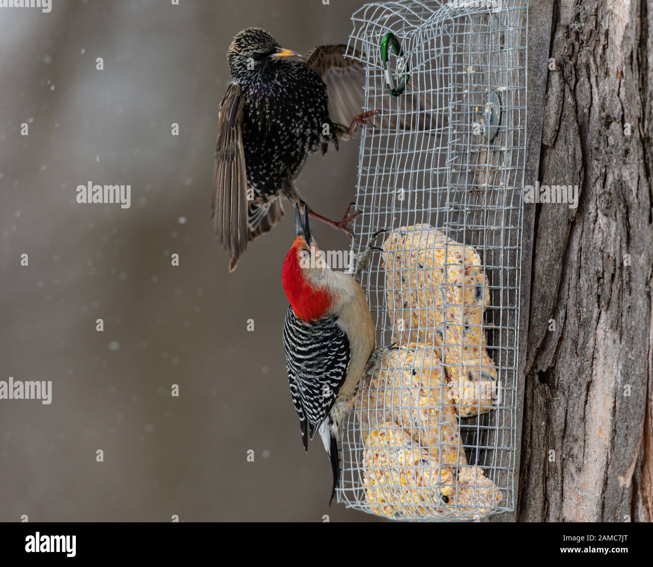 Red-bellied Woodpecker on suet feeder Stock Photo - Alamy