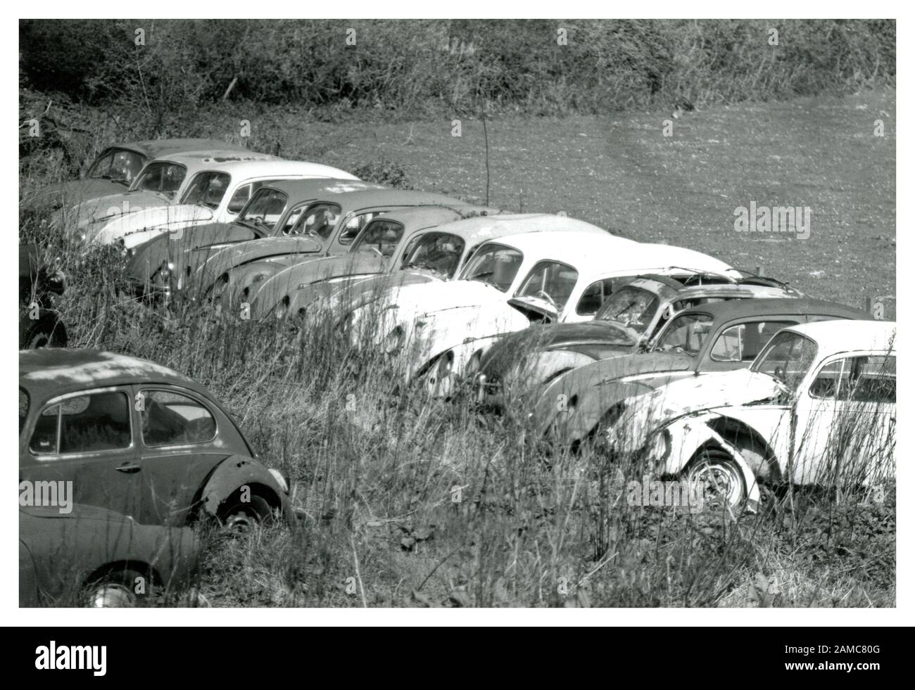 Line of scrapped Bug Beetles in a field, being stored for restoration, scrap or parts. Black and white historical image. UK Stock Photo