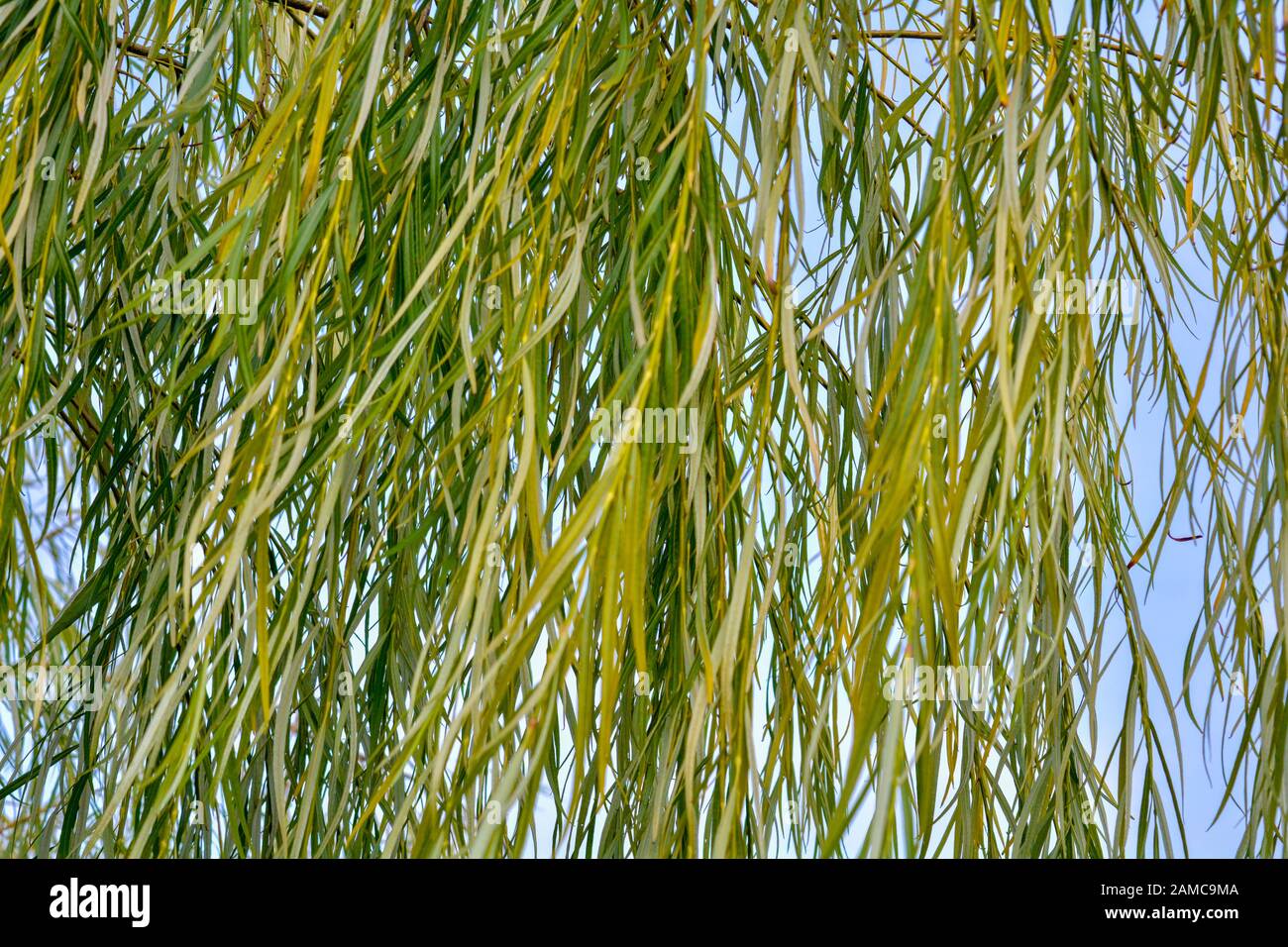 Close up view weeping willow hi-res stock photography and images - Alamy