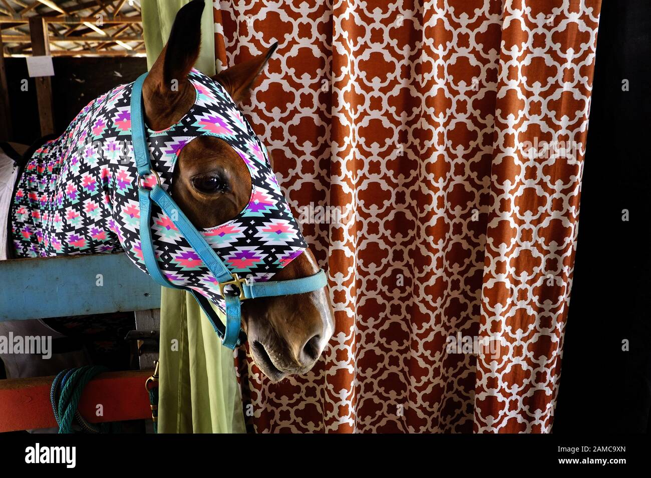 A horse in a stable at a county fair in the United States. Stock Photo