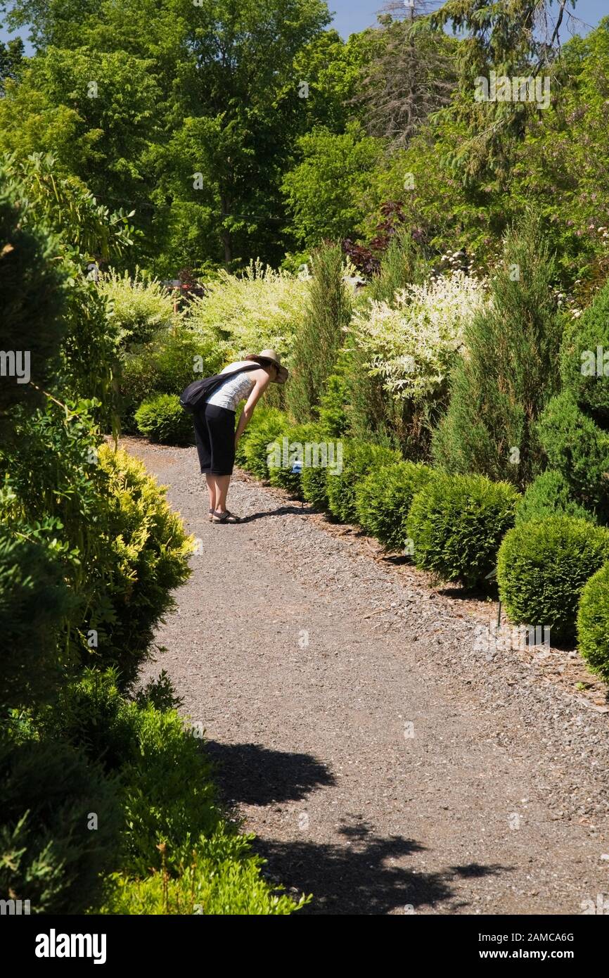Woman on gravel path reading the information card for Thuja occidentalis ‘Golden Globe’ - Cedar shrubs in late spring in French formal garden. Stock Photo