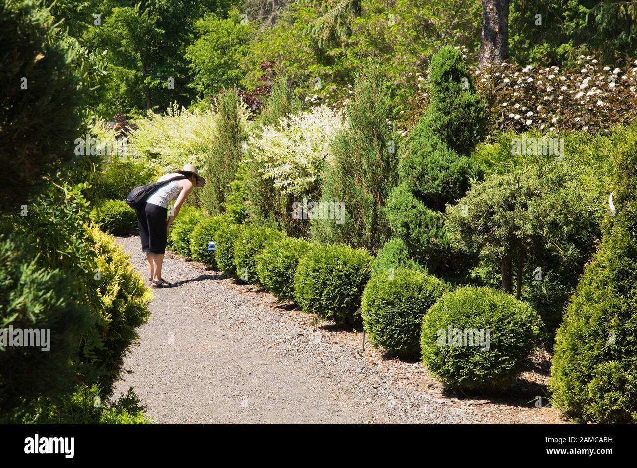 Woman on gravel path reading the information card for Thuja occidentalis ‘Golden Globe’ - Cedar shrubs in late spring in French formal garden. Stock Photo
