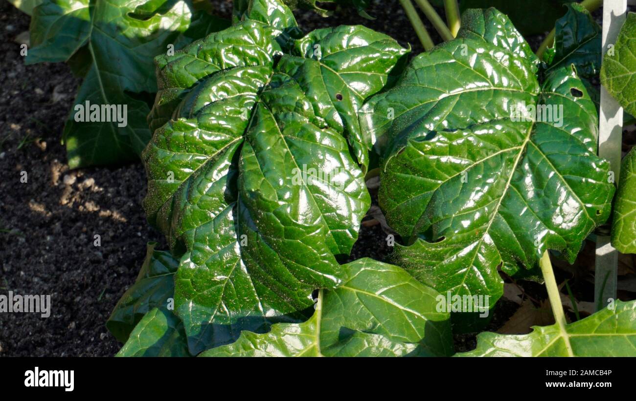 Acanthus leaves closeup Stock Photo