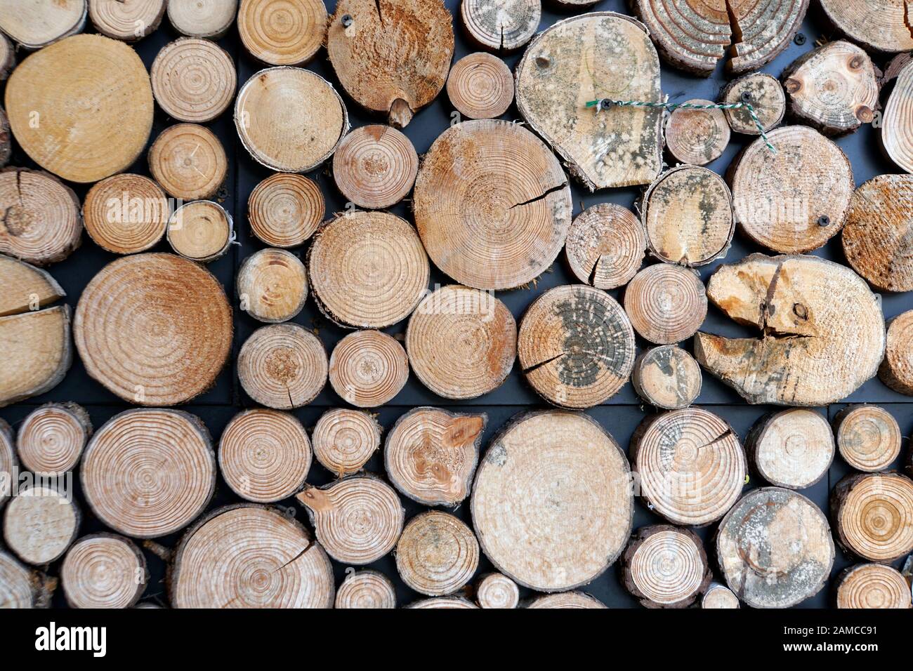 Wandverkleidung mit Holzscheiben unterschiedlicher Größe Stock Photo - Alamy