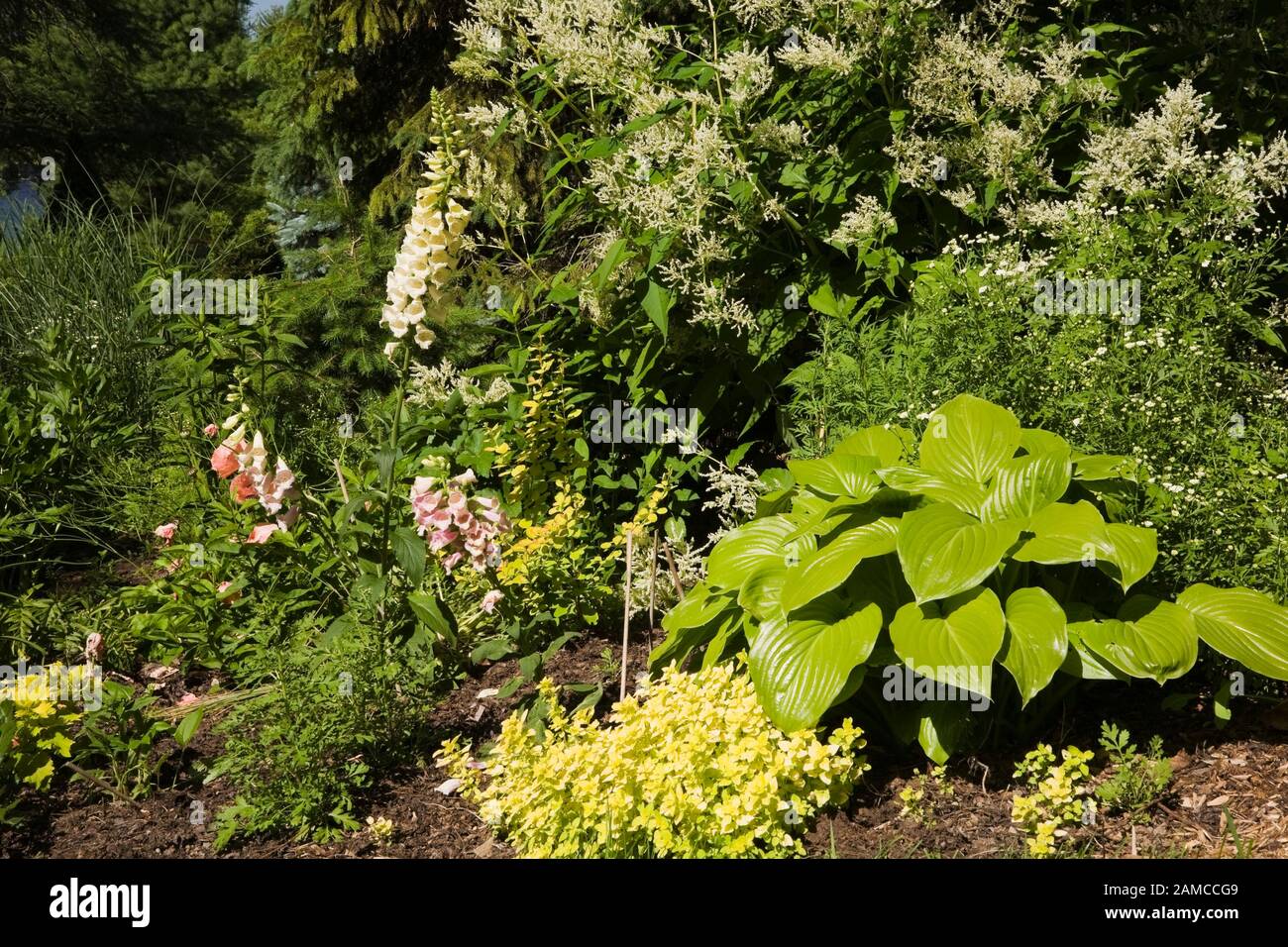 Border planted with Hosta plant and white flowering Persicaria polymorpha - Fleece flowers in private backyard garden in late spring. Stock Photo