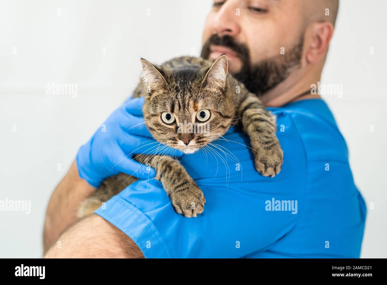 Male veterinarian hold angry cat on his shoulder. Cat in a veterinary