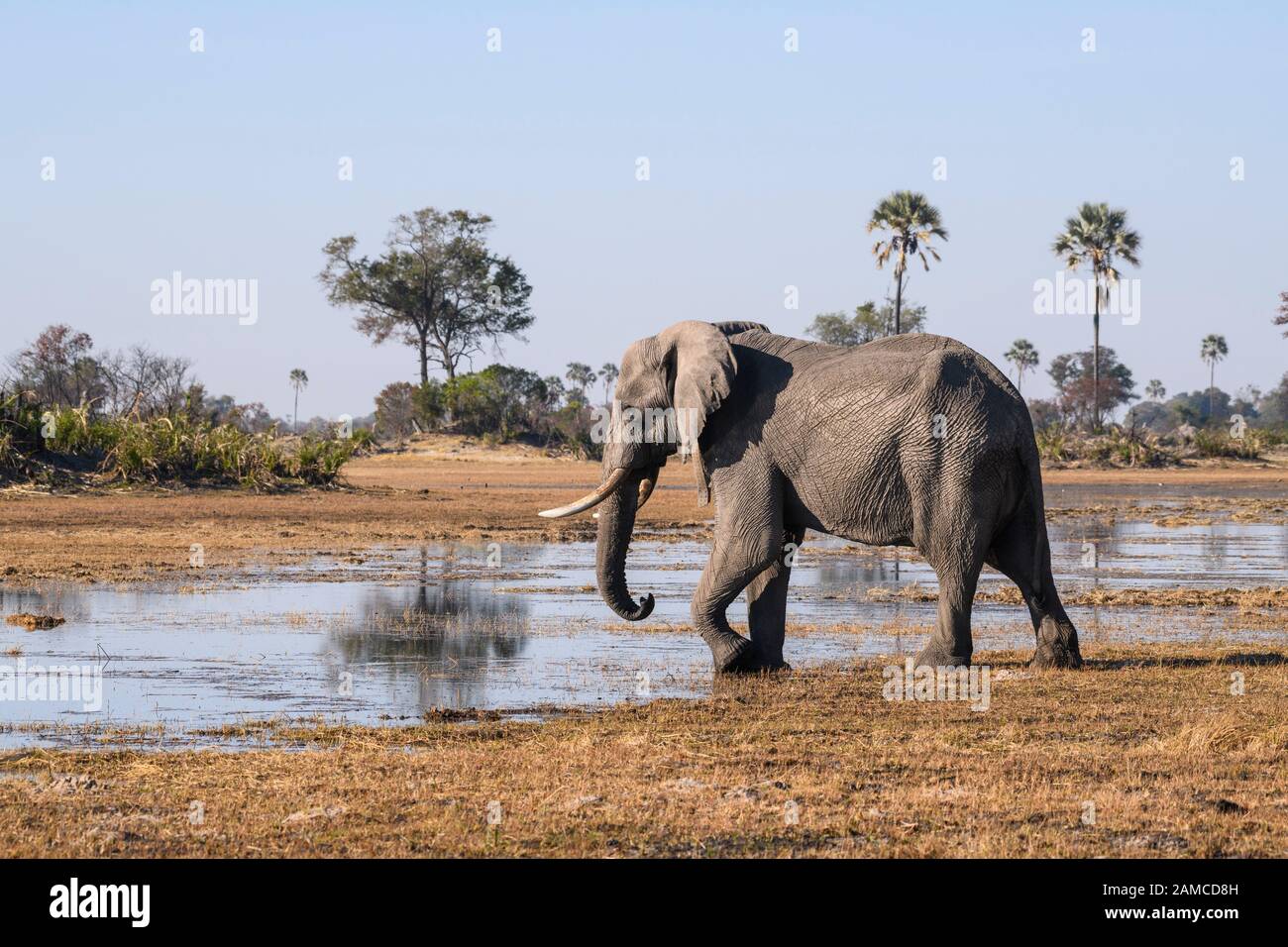 Male African Elephant, Loxodonta africana, wearing a tracking collar, Macatoo, Okavango Delta, Botswana Stock Photo