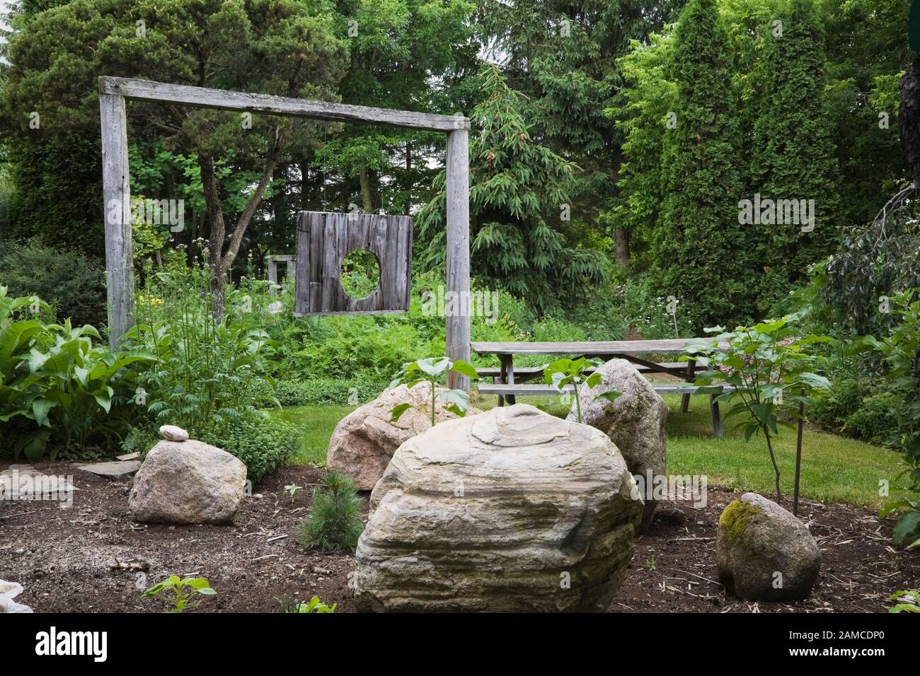 Decorative rocks and border planted with Pinus - Pine tree in private backyard garden in summer, old weathered wooden arbour structure in background. Stock Photo