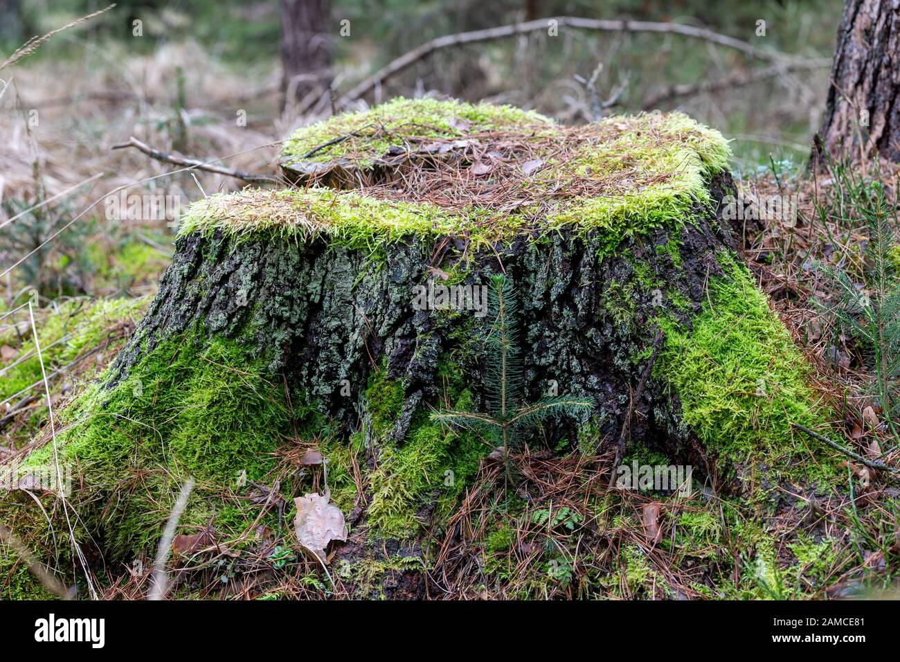 Old overgrown beech trees hi-res stock photography and images - Alamy