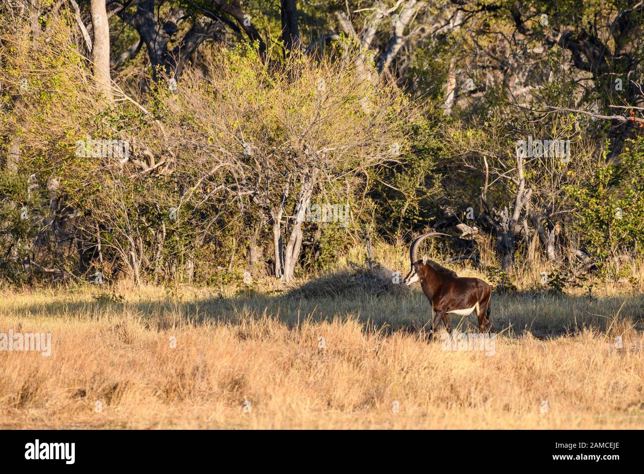 Sable Antelope, Hippotragus niger, Khwai Private Reserve, Okavango Delta, Botswana Stock Photo