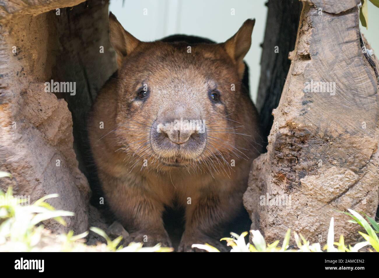 Southern Hairy-nosed Wombat from Rainforestation Nature Park Kuranda QLD Australia Stock Photo
