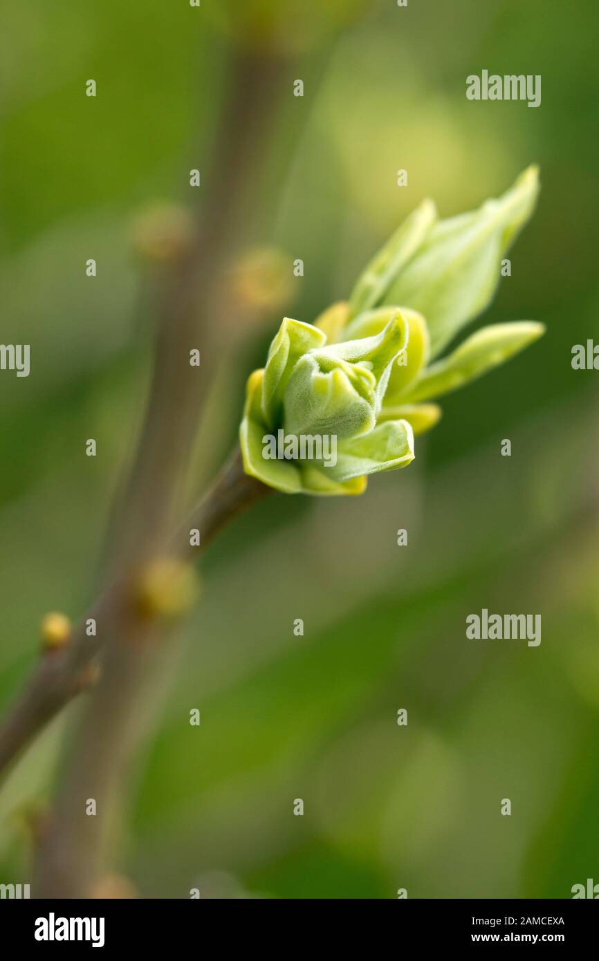 Young sprout of a hibiscus with blurry background Stock Photo Alamy