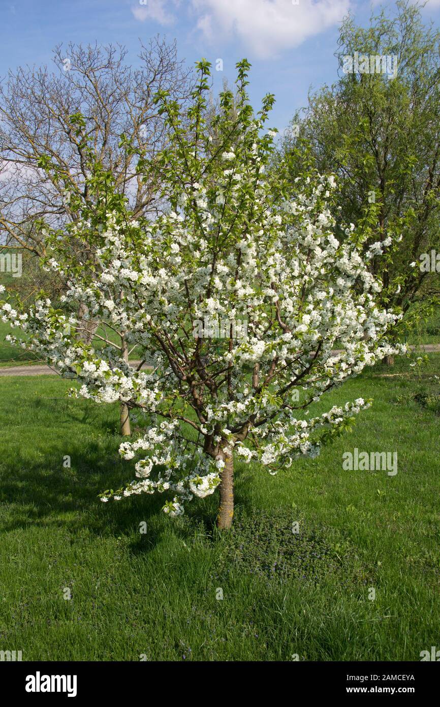Young apple tree garden grass hi-res stock photography and images - Alamy