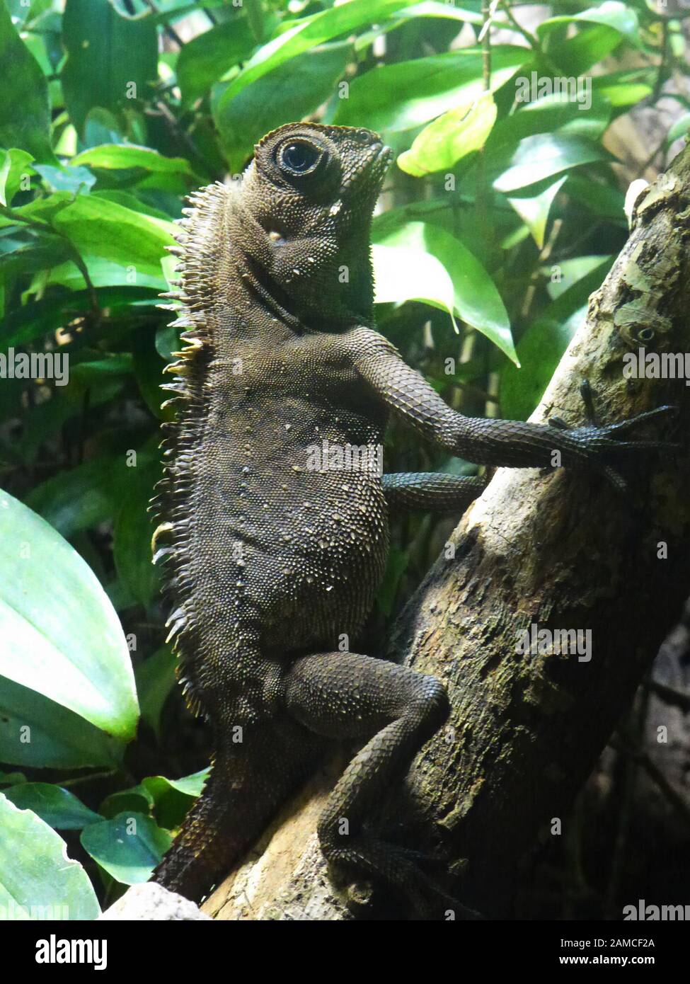 Bell's anglehead lizard perched on a tree. Chester zoo Stock Photo
