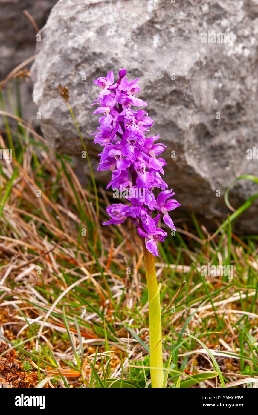 Fragrant Orchid, The Burren, County Clare, Ireland Stock Photo