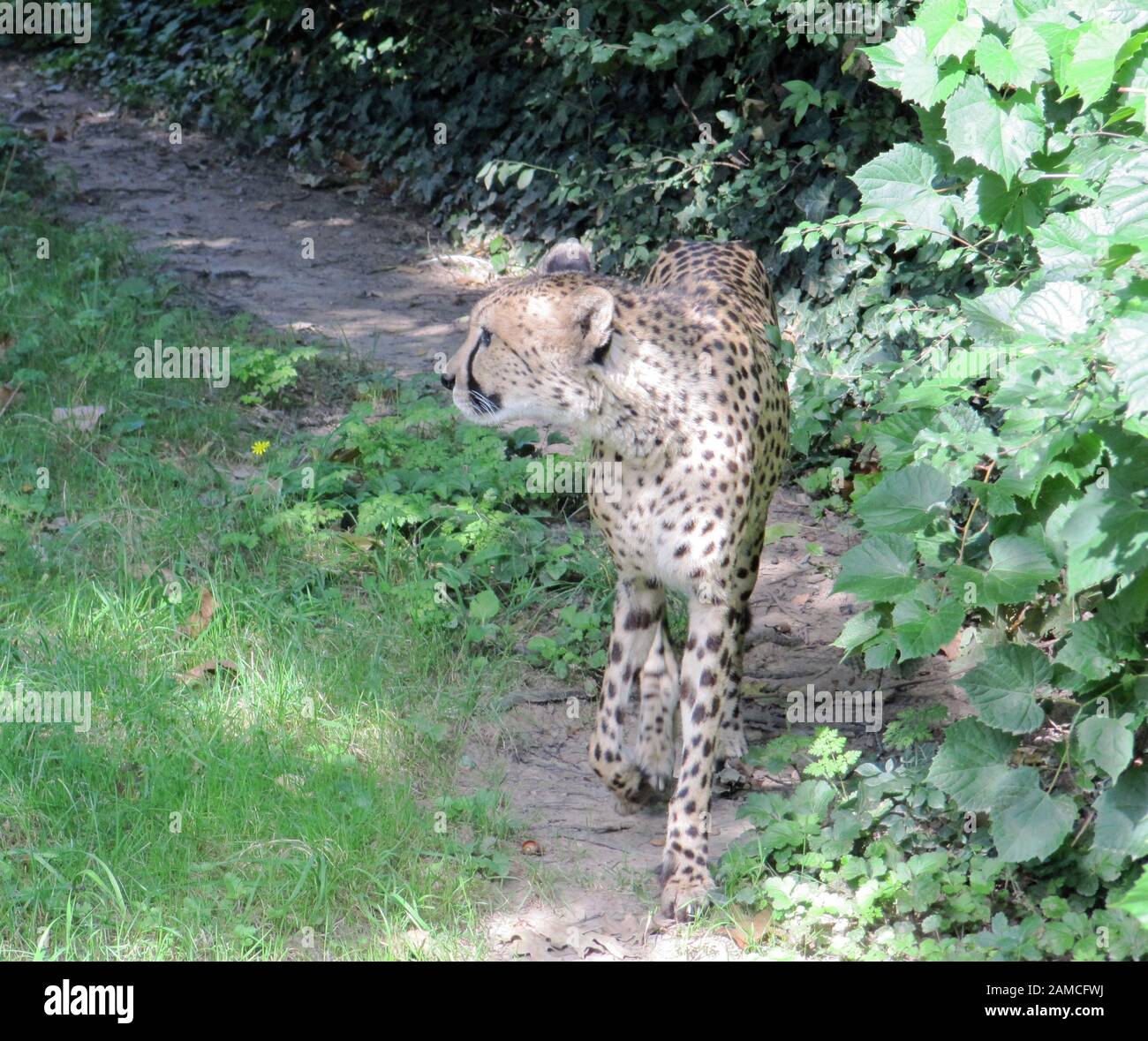 The cheetah, Acinonyx jubatus, is a predator mainly found in Africa and is considered the fastest land animal in the world Stock Photo - Alamy The cheetah, Acinonyx jubatus, is a predator mainly found in Africa and is considered the fastest land animal in the world Stock Photo - Alamy