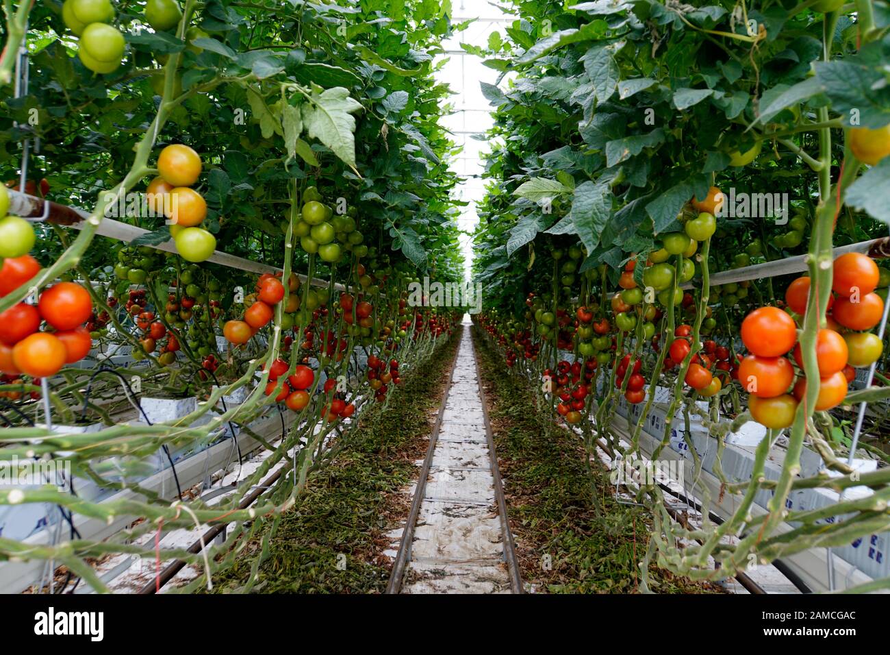 Treibhaus mit industrieller Tomaten-Produktion Stock Photo