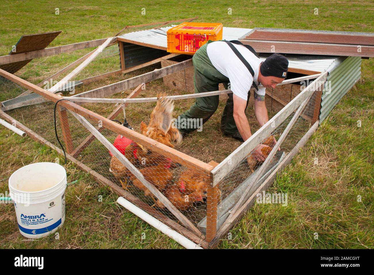 Matt Schwab chooses heritage chickens for harvest. Small family farmers Matt and Jen Schwab operate 'Inspiration Plantation' an organic farm outside of Ridgefield, Washington. The couple raises and harvests their own heritage chickens, and seasonally inviting their customers in the community to visit their farm and help with the poultry harvest. Once the birds are killed, they're placed in a bath of near boiling water to loosen the feathers and then rotated in a washing machine-like tub with rubber appendages that pull the feathers out. Visiting helpers can participate in every step of the pro Stock Photo