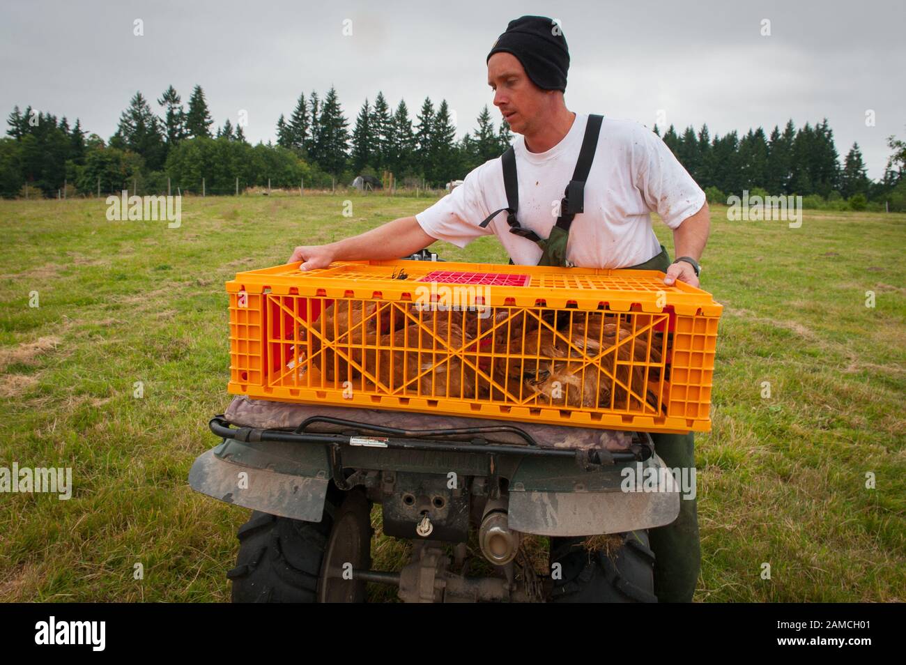 Matt Schwab chooses heritage chickens for harvest. Small family farmers Matt and Jen Schwab operate 'Inspiration Plantation' an organic farm outside of Ridgefield, Washington. The couple raises and harvests their own heritage chickens, and seasonally inviting their customers in the community to visit their farm and help with the poultry harvest. Once the birds are killed, they're placed in a bath of near boiling water to loosen the feathers and then rotated in a washing machine-like tub with rubber appendages that pull the feathers out. Visiting helpers can participate in every step of the pro Stock Photo