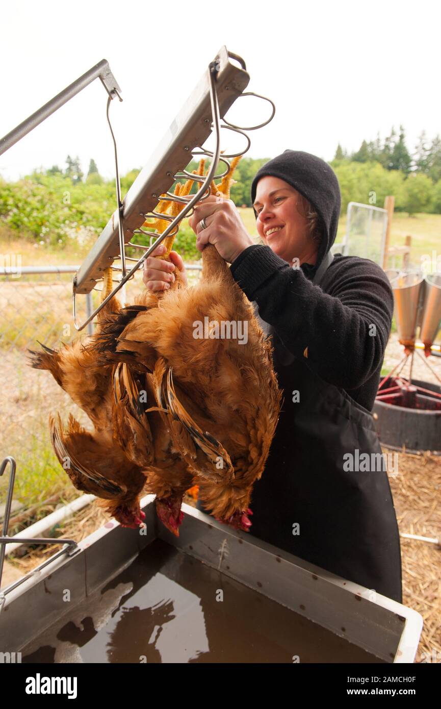 Small family farmers Matt and Jen Schwab operate 'Inspiration Plantation' an organic farm outside of Ridgefield, Washington. The couple raises and harvests their own heritage chickens, and seasonally inviting their customers in the community to visit their farm and help with the poultry harvest. Once the birds are killed, they're placed in a bath of near boiling water to loosen the feathers and then rotated in a washing machine-like tub with rubber appendages that pull the feathers out. Visiting helpers can participate in every step of the process and receive a fresh chicken for their efforts. Stock Photo