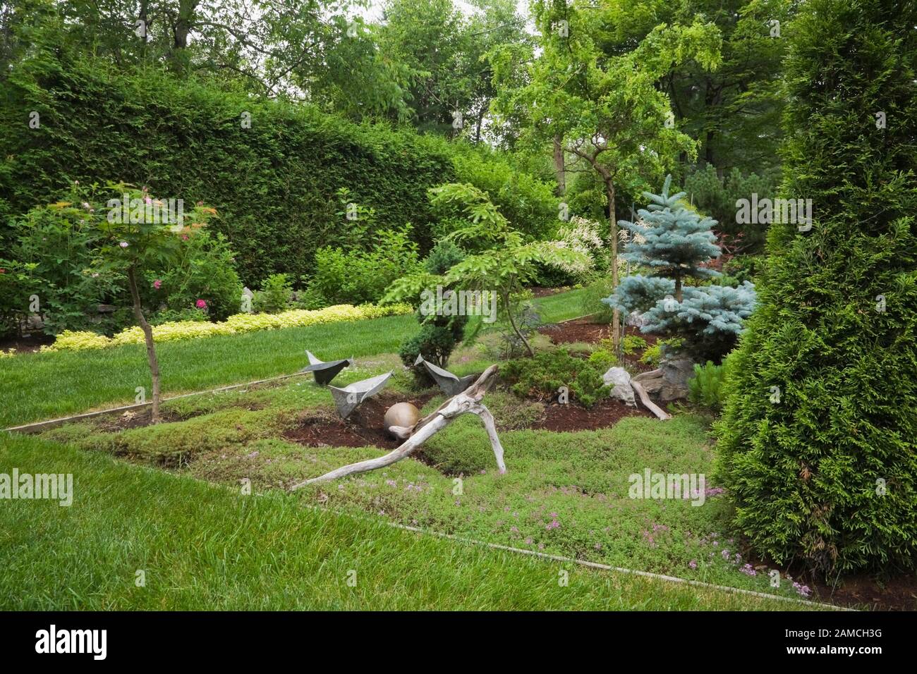 Manicured green grass lawn and wood and metal sculptures in border planted with Thuja occidentalis - Cedar and Picea pungens - Colorado Spruce trees. Stock Photo