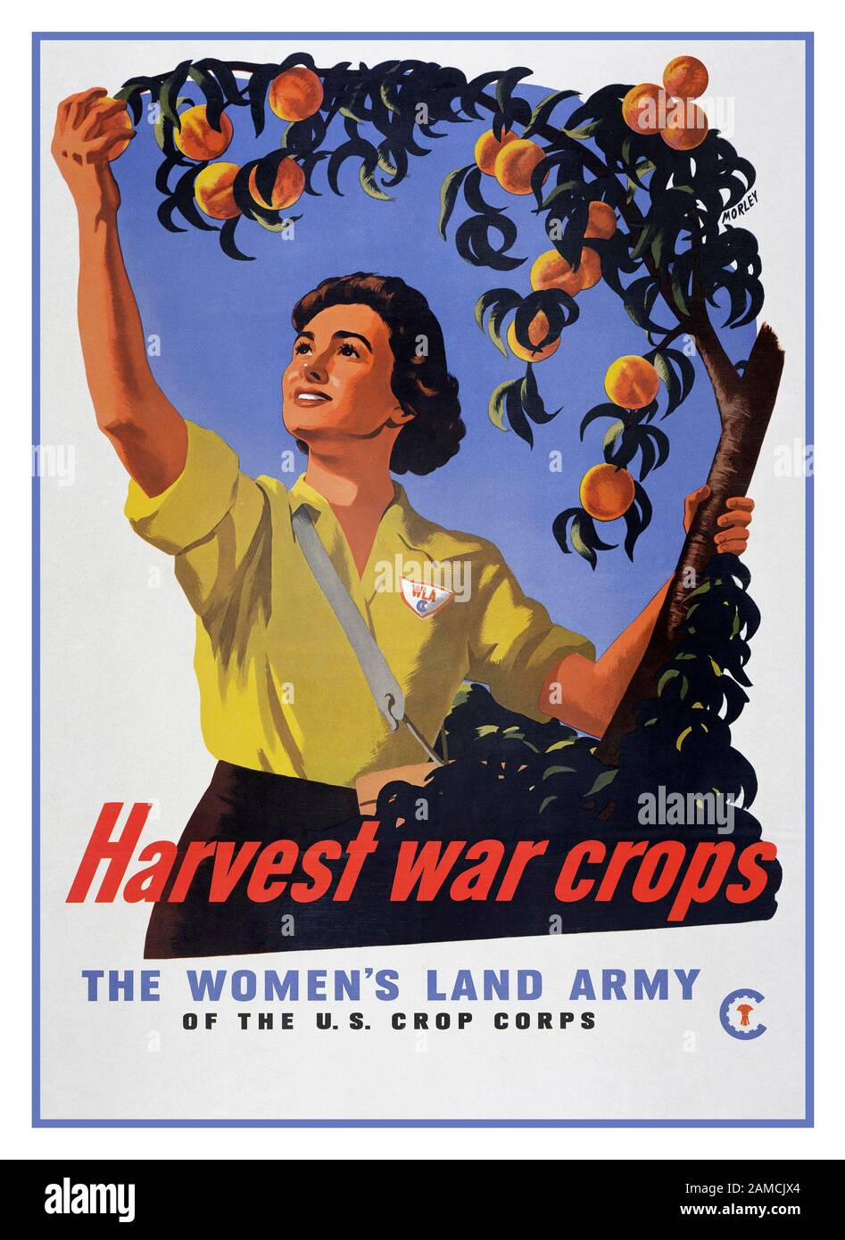 Women’s Land Army World War II Women’s Land Army recruiting propaganda poster illustrating fruit crop harvest ‘HARVEST WAR CROPS’ of the US crop corps.The Women's Land Army (WLA) was a US civilian organisation created during World War II so women could work in agriculture, reviving a disbanded World War One organisation and replacing men called up to the military. Women who worked for the WLA were commonly known as Land Girls. Stock Photo