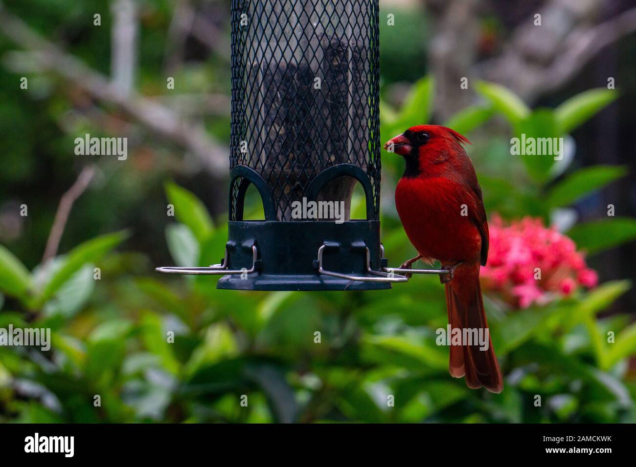 Bright red and black male Northern Cardinal (Cardinalis cardinalis) on a bird feeder, Stuart, Martin County, Florida, USA Stock Photo