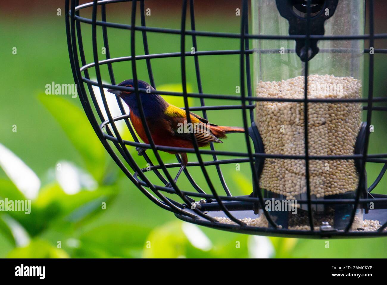 Person bird feeder hires stock photography and images Alamy