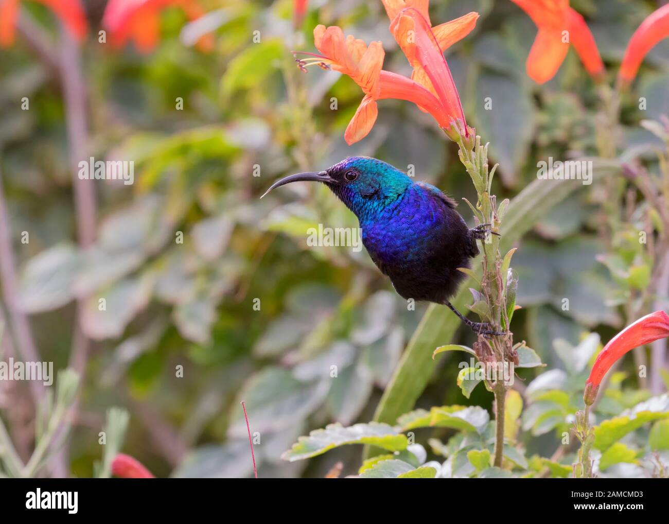 The Palestine sunbird (Cinnyris osea), male, feeding on flowers at the park,  Beer Sheva, Israel Stock Photo