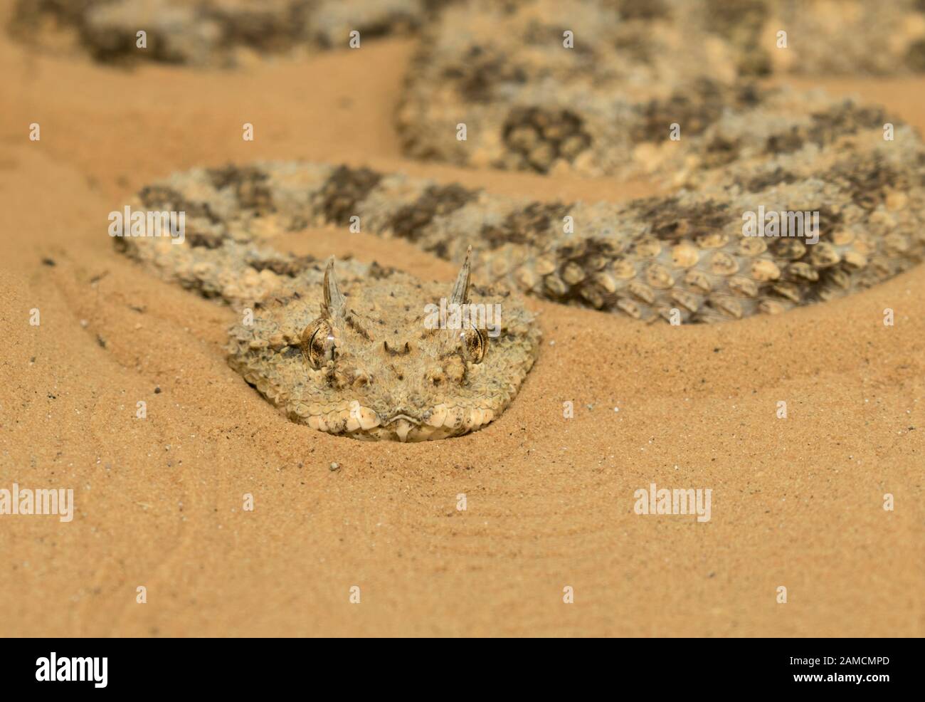Cerastes cerastes, the horned desert viper, Negev desert, Israel Stock Photo