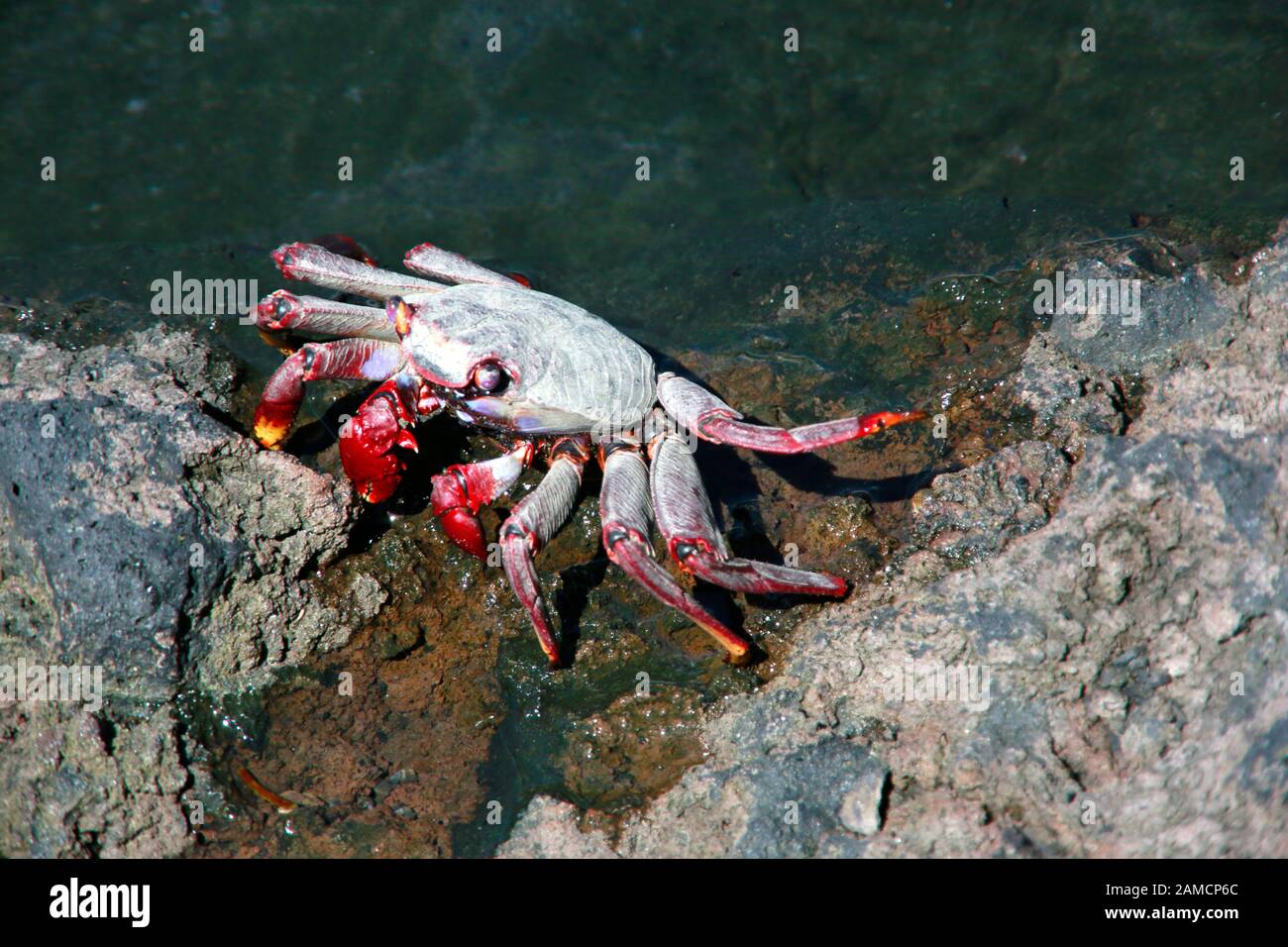 Rote Kliffkrabbe (Grapsus adscensionis), Tazacorte, La Palma, Kanarische Inseln, Spanien Stock Photo