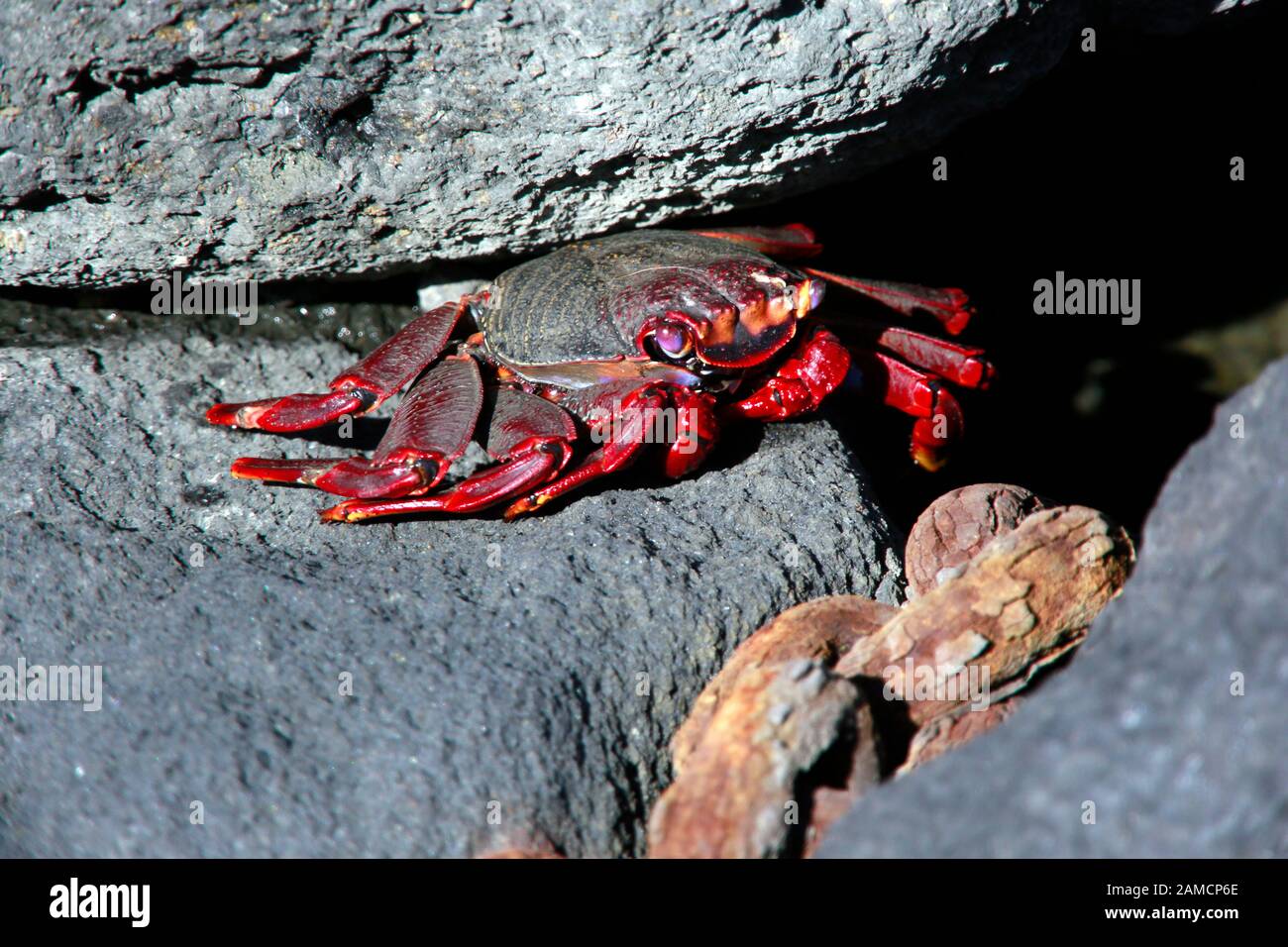 Rote Kliffkrabbe (Grapsus adscensionis), Tazacorte, La Palma, Kanarische Inseln, Spanien Stock Photo