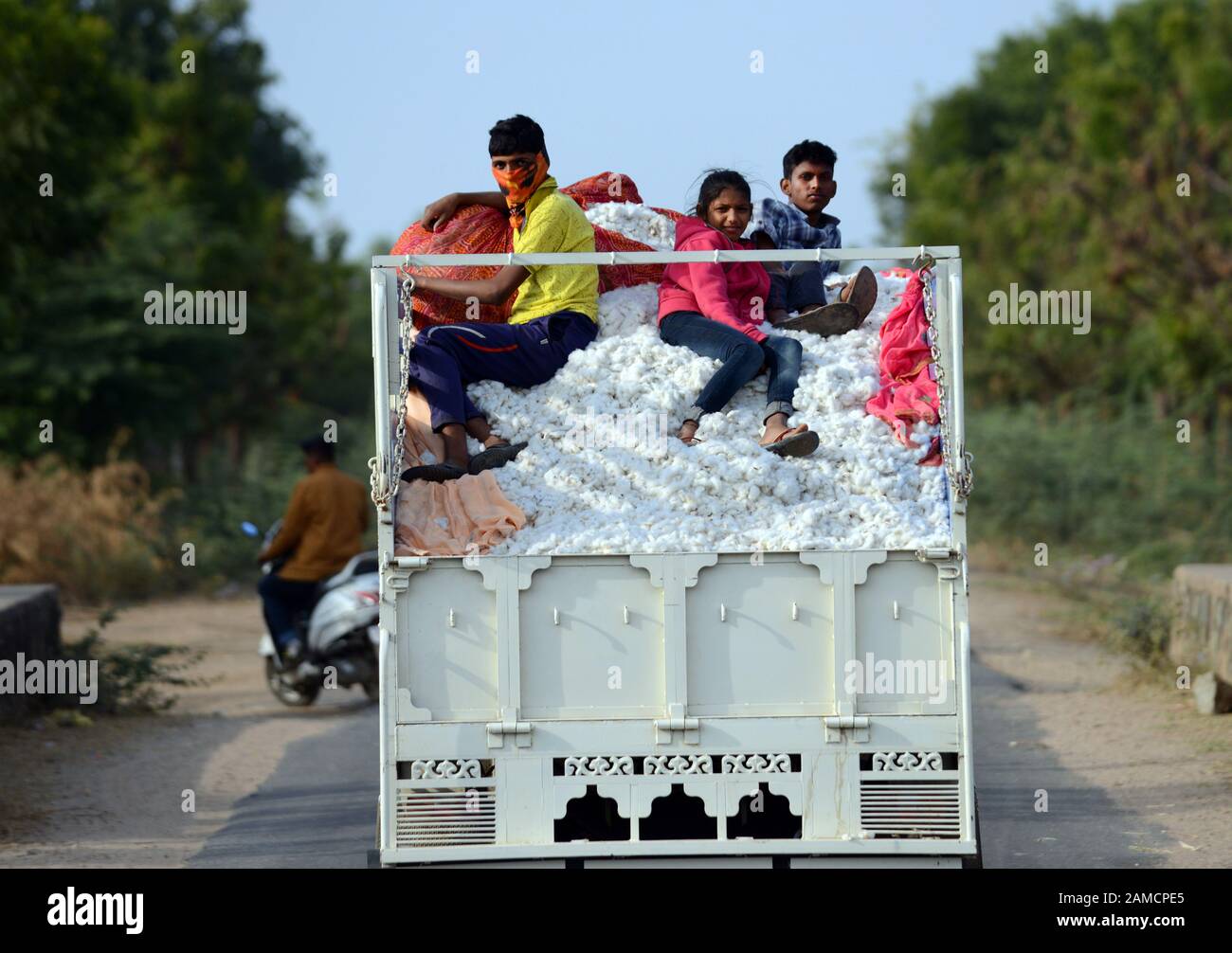 Transporting cotton to the factory in Rajasthan, India Stock Photo Alamy