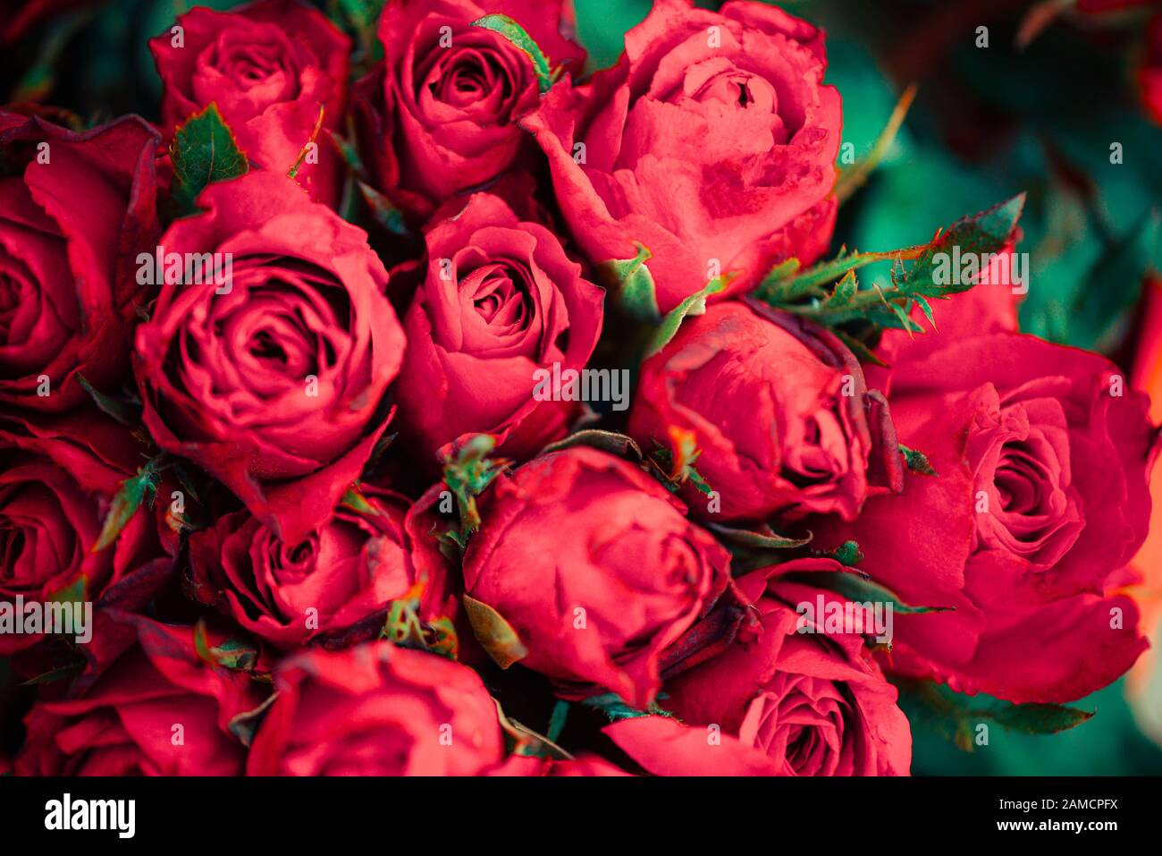 Natural fresh red roses flower bouquet / Close up rose background flowers romantic love valentine day concept Stock Photo