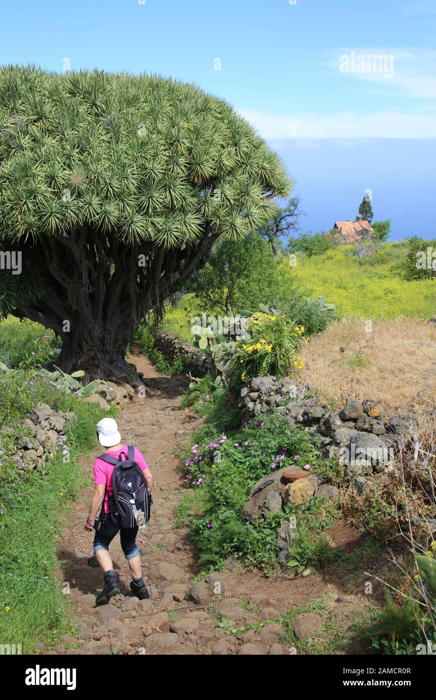 Drachenbaum Dracaena draco - Wanderung von Las Tricias nach Santo Domingo de Garafía, La Palma, Kanarische Inseln, Spanien Stock Photo