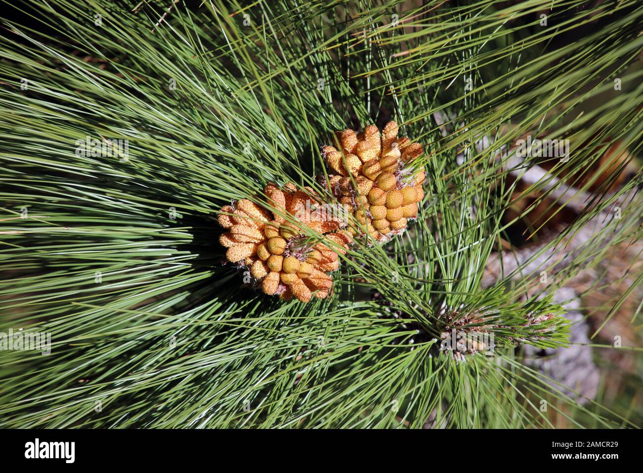 Kanarenkiefer, Kanaren-Kiefer, Pinus Canariensis,männliche Blüte, Santo Domingo de Garafía, La Palma, Kanarische Inseln, Spanien Stock Photo