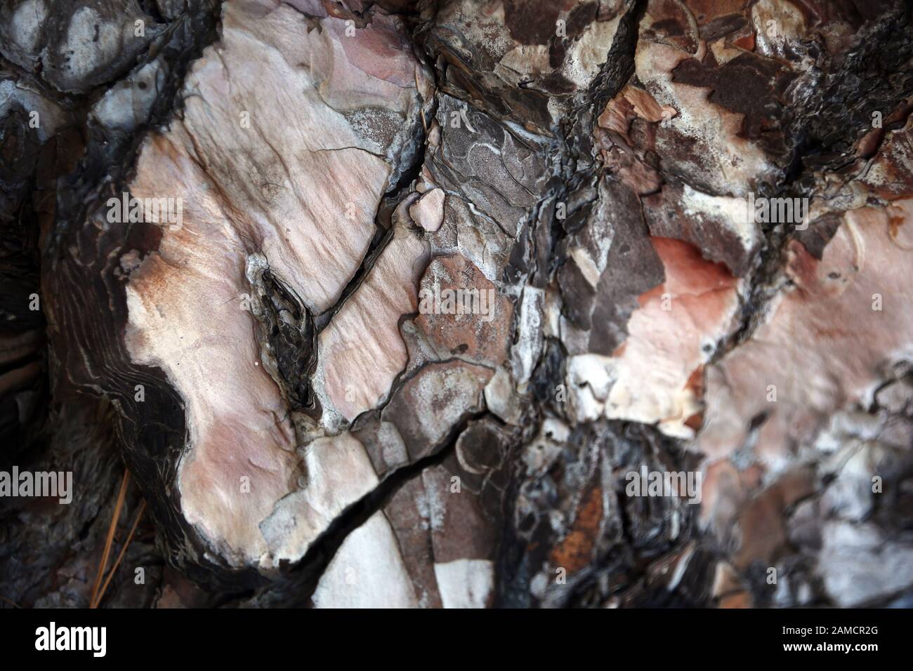 Kanarenkiefer, Kanaren-Kiefer, Pinus Canariensis,Borke, Santo Domingo de Garafía, La Palma, Kanarische Inseln, Spanien Stock Photo