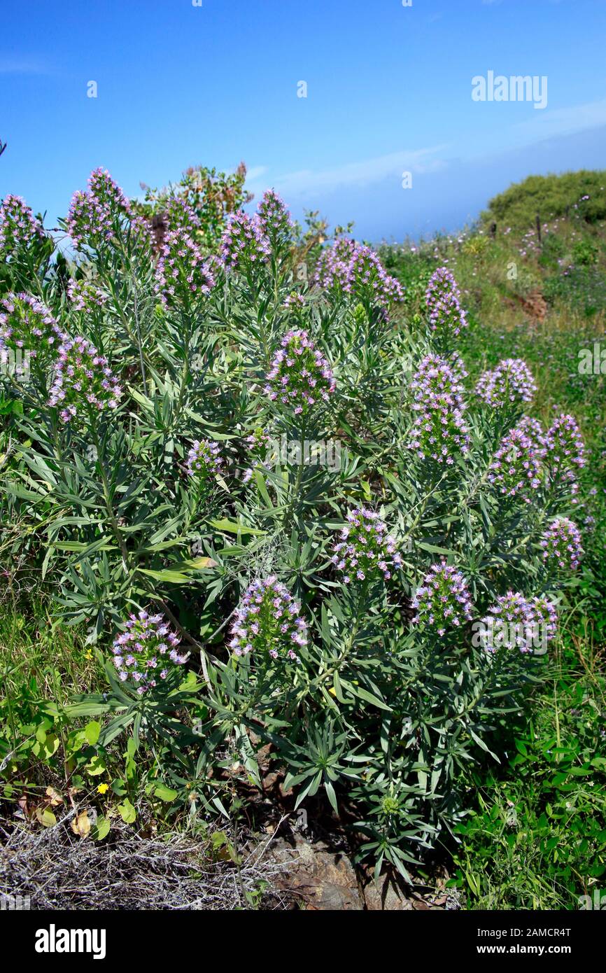 Natternkopf Echium brevirame - Wanderung von Las Tricias nach Santo Domingo de Garafía, La Palma, Kanarische Inseln, Spanien Stock Photo