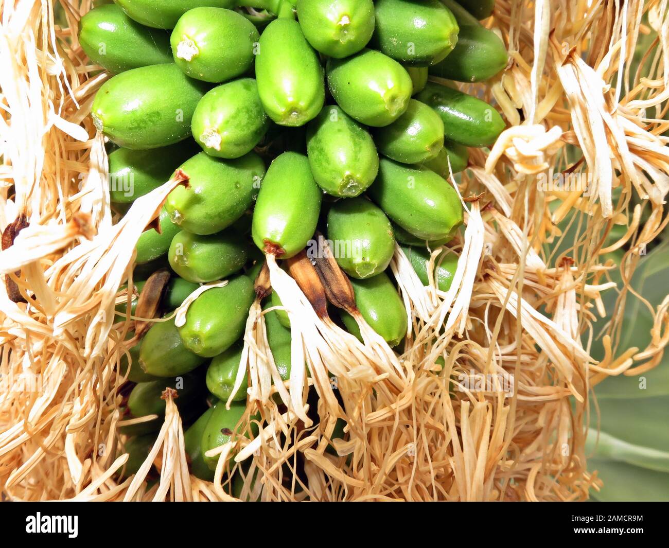 Drachenbaum-Agave (Agave attenuata), Schwanenhals-Agave, Fruchtstand mit unreifen Früchten, Los Llanos de Aridane, La Palma, Kanarische Inseln, Spanie Stock Photo