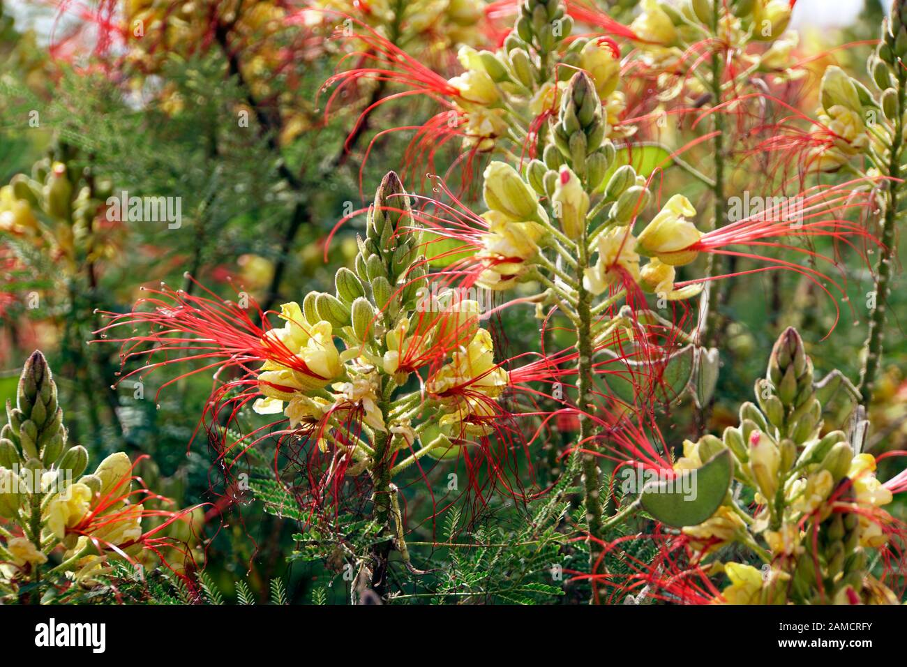 Paradiesvogelbusch (Caesalpinia gilliesii), Paradiesvogelstrauch, El Quseir, Ägypten Stock Photo