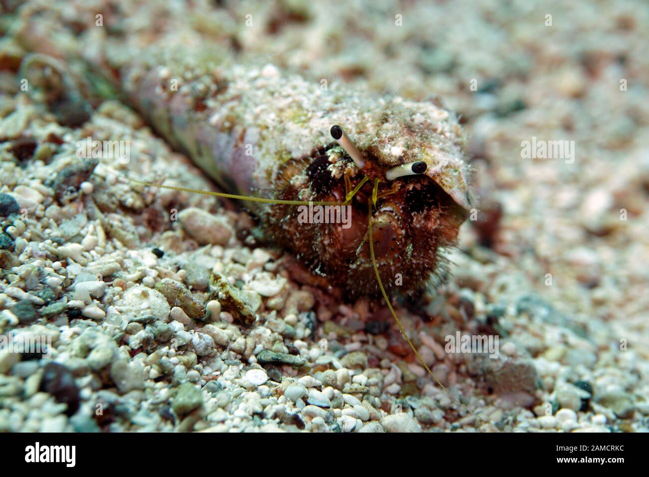Einsiedlerkrebs in einer spiralförmigen Muschel Stock Photo