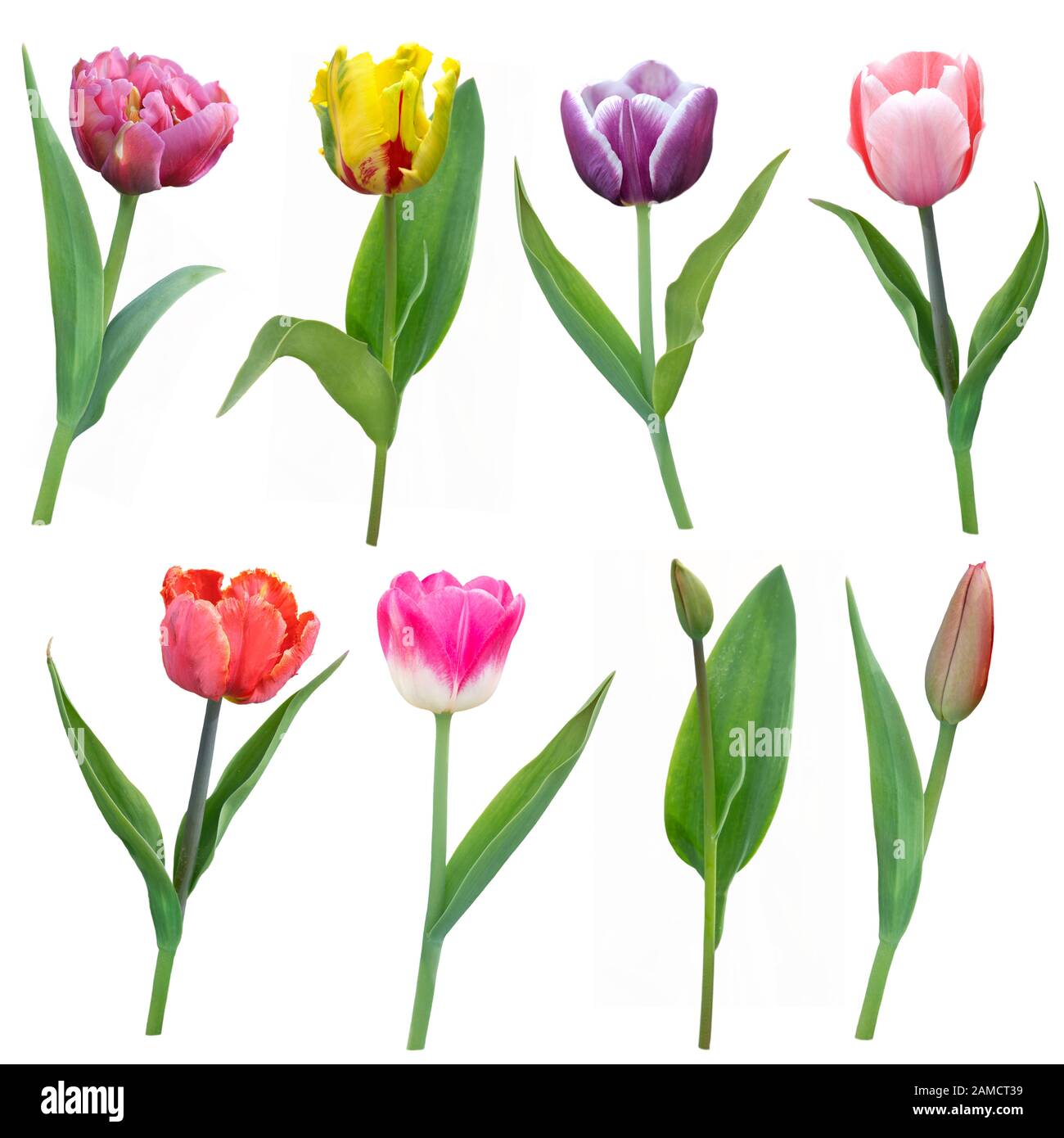 colorful tulips flowers in a row isolated on white background Stock ...