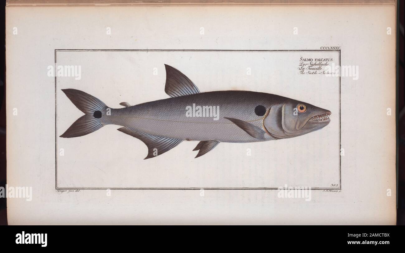 Salmo falcatus, The Sickle-Salmon  Gross, 1994, #120; Salmo falcatus, The Sickle-Salmon. Stock Photo