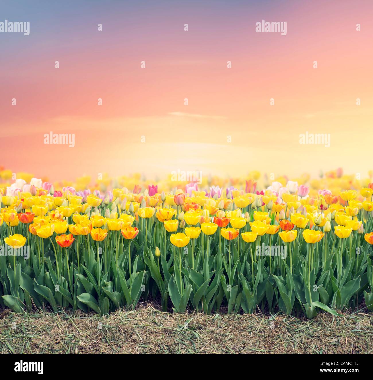 Tulip field at sunset hi-res stock photography and images - Alamy