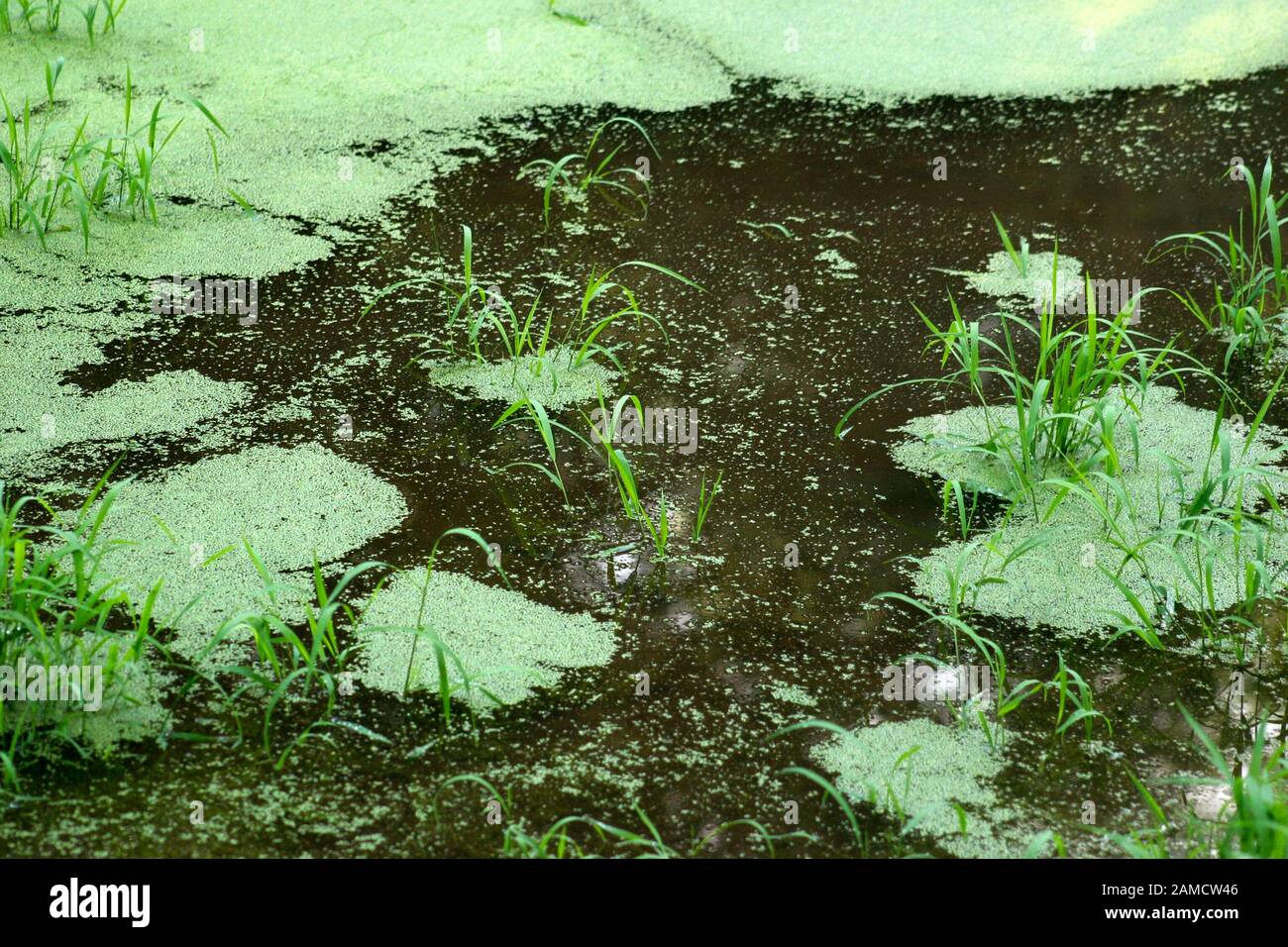 Duckweed on the surface of a pond Stock Photo